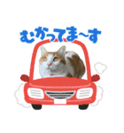 かりんと愉快な仲間たち♪(猫・ねこ・ネコ)（個別スタンプ：23）