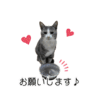 かりんと愉快な仲間たち♪(猫・ねこ・ネコ)（個別スタンプ：25）