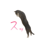 かりんと愉快な仲間たち♪(猫・ねこ・ネコ)（個別スタンプ：28）