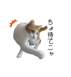 かりんと愉快な仲間たち♪(猫・ねこ・ネコ)（個別スタンプ：29）