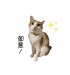 かりんと愉快な仲間たち♪(猫・ねこ・ネコ)（個別スタンプ：30）