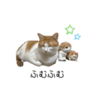 かりんと愉快な仲間たち♪(猫・ねこ・ネコ)（個別スタンプ：31）