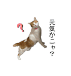 かりんと愉快な仲間たち♪(猫・ねこ・ネコ)（個別スタンプ：32）