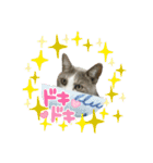 かりんと愉快な仲間たち♪(猫・ねこ・ネコ)（個別スタンプ：33）