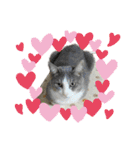かりんと愉快な仲間たち♪(猫・ねこ・ネコ)（個別スタンプ：34）