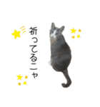 かりんと愉快な仲間たち♪(猫・ねこ・ネコ)（個別スタンプ：35）