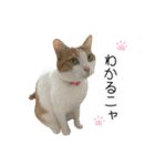 かりんと愉快な仲間たち♪(猫・ねこ・ネコ)（個別スタンプ：37）