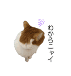 かりんと愉快な仲間たち♪(猫・ねこ・ネコ)（個別スタンプ：38）