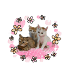 かりんと愉快な仲間たち♪(猫・ねこ・ネコ)（個別スタンプ：40）