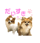 ぽんた＆モカ（個別スタンプ：1）