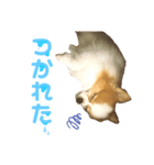 ぽんた＆モカ（個別スタンプ：4）