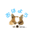 ぽんた＆モカ（個別スタンプ：7）