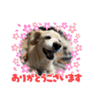 姫ちゃん2021（個別スタンプ：37）