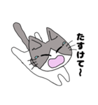 開運ねこ『はちまるくん』（個別スタンプ：13）