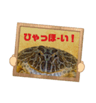 ベルツノガエルのべるさん（個別スタンプ：2）