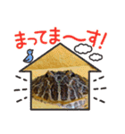 ベルツノガエルのべるさん（個別スタンプ：3）
