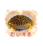 ベルツノガエルのべるさん（個別スタンプ：5）