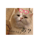 愛猫♡日常スタンプ2（個別スタンプ：1）