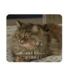 愛猫♡日常スタンプ2（個別スタンプ：4）