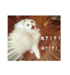 愛猫♡日常スタンプ2（個別スタンプ：7）
