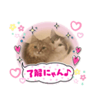 愛猫♡日常スタンプ2（個別スタンプ：8）