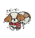 シーズー犬クッキーの日常使いスタンプ1（個別スタンプ：4）