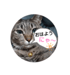Maro(ФωФ)（個別スタンプ：1）