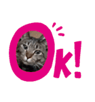 Maro(ФωФ)（個別スタンプ：5）
