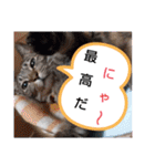 Maro(ФωФ)（個別スタンプ：8）