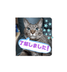 Maro(ФωФ)（個別スタンプ：9）