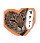 Maro(ФωФ)（個別スタンプ：29）