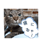 Maro(ФωФ)（個別スタンプ：30）