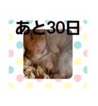 ハムスターとデグーのカウントダウン（個別スタンプ：2）