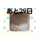 ハムスターとデグーのカウントダウン（個別スタンプ：3）