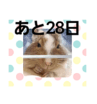 ハムスターとデグーのカウントダウン（個別スタンプ：4）