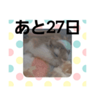 ハムスターとデグーのカウントダウン（個別スタンプ：5）