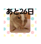 ハムスターとデグーのカウントダウン（個別スタンプ：6）