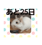 ハムスターとデグーのカウントダウン（個別スタンプ：7）