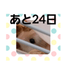 ハムスターとデグーのカウントダウン（個別スタンプ：8）