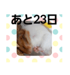 ハムスターとデグーのカウントダウン（個別スタンプ：9）