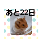 ハムスターとデグーのカウントダウン（個別スタンプ：10）