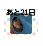 ハムスターとデグーのカウントダウン（個別スタンプ：11）