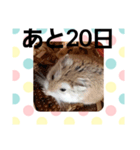 ハムスターとデグーのカウントダウン（個別スタンプ：12）