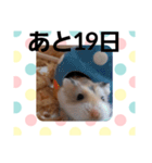 ハムスターとデグーのカウントダウン（個別スタンプ：13）