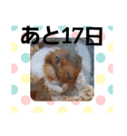 ハムスターとデグーのカウントダウン（個別スタンプ：15）