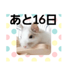 ハムスターとデグーのカウントダウン（個別スタンプ：16）