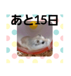 ハムスターとデグーのカウントダウン（個別スタンプ：17）