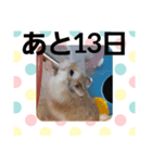 ハムスターとデグーのカウントダウン（個別スタンプ：19）