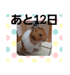 ハムスターとデグーのカウントダウン（個別スタンプ：20）