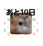 ハムスターとデグーのカウントダウン（個別スタンプ：22）